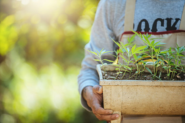 Cannabis Plant Box